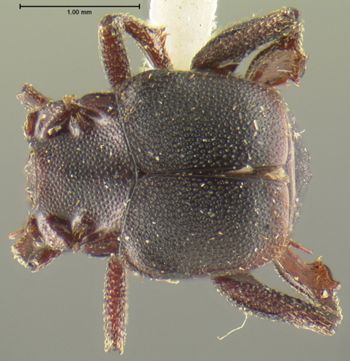 Media type: image;   Entomology 24131 Aspect: habitus dorsal view